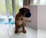 Small Photo #42 Boxer Puppy For Sale in EUREKA, IL, USA