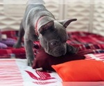 Small Photo #4 French Bulldog Puppy For Sale in LATHROP, CA, USA