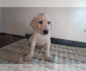 Labrador Retriever Puppy for sale in VANDALIA, OH, USA