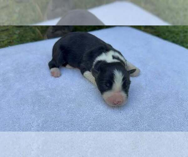 Medium Photo #1 Border Collie Puppy For Sale in MOSIER, OR, USA