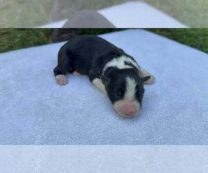 Medium Border Collie