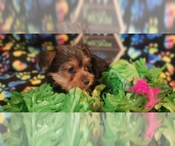 Medium Photo #13 Yorkshire Terrier Puppy For Sale in AKRON, OH, USA