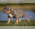 Small #6 American Bully