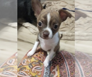 Chihuahua Puppy for sale in ABINGDON, VA, USA