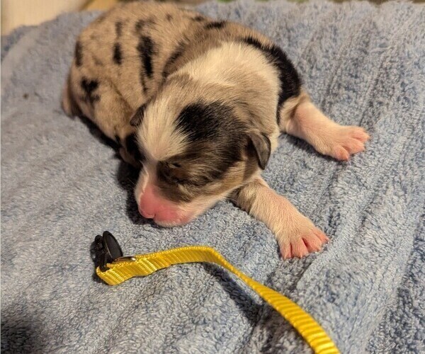 Medium Photo #10 Australian Shepherd Puppy For Sale in SYLVA, NC, USA