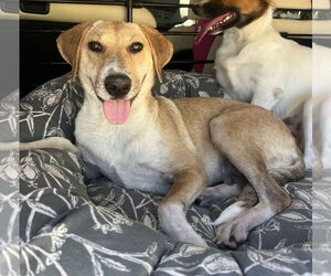 Labrenees Dogs for adoption in The Woodlands, TX, USA