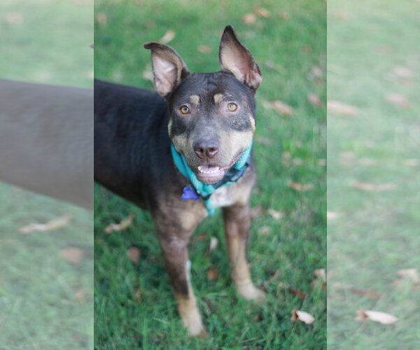 Medium Photo #10 American Pit Bull Terrier-Australian Kelpie Mix Puppy For Sale in Cookeville, TN, USA