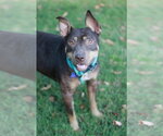 Small #9 American Pit Bull Terrier-Australian Kelpie Mix