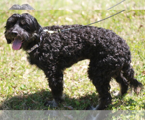 Medium Photo #3 Poodle (Miniature)-Unknown Mix Puppy For Sale in Cookeville, TN, USA