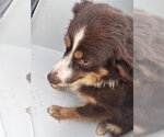 Small Australian Shepherd