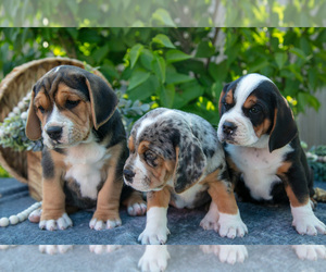 Beabull Litter for sale in SHIPSHEWANA, IN, USA