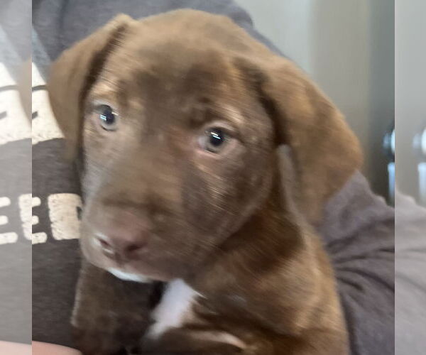 Medium Photo #2 Labrador Retriever-Unknown Mix Puppy For Sale in Germantown, OH, USA