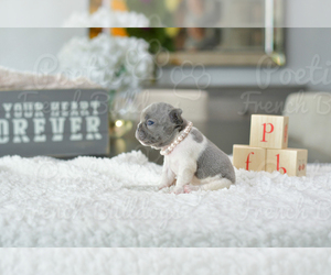 French Bulldog Puppy for sale in FORT LAUDERDALE, FL, USA