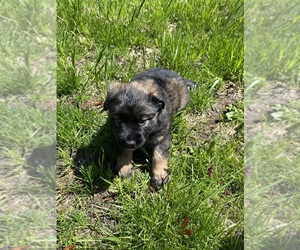 American Bulldog-German Shepherd Dog Mix Puppy for sale in TOLEDO, OH, USA