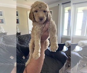 Poodle (Standard) Puppy for sale in HENDERSONVILLE, TN, USA