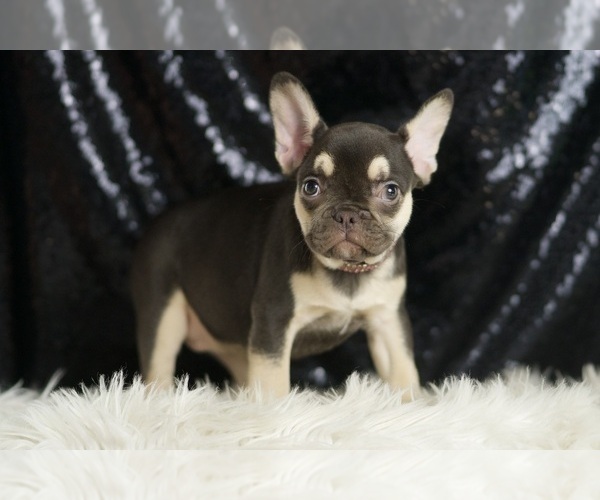 Medium Photo #3 French Bulldog Puppy For Sale in WARSAW, IN, USA