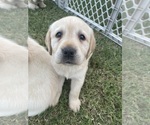 Small Photo #16 Labrador Retriever Puppy For Sale in CHURCH HILL, TN, USA