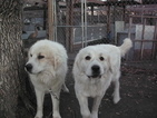 Small Photo #1 Great Pyrenees Puppy For Sale in NORTH PLATTE, NE, USA