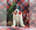 Small Photo #3 Bernedoodle-Poodle (Standard) Mix Puppy For Sale in COCHRANVILLE, PA, USA