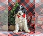 Small #2 Bernedoodle-Poodle (Standard) Mix