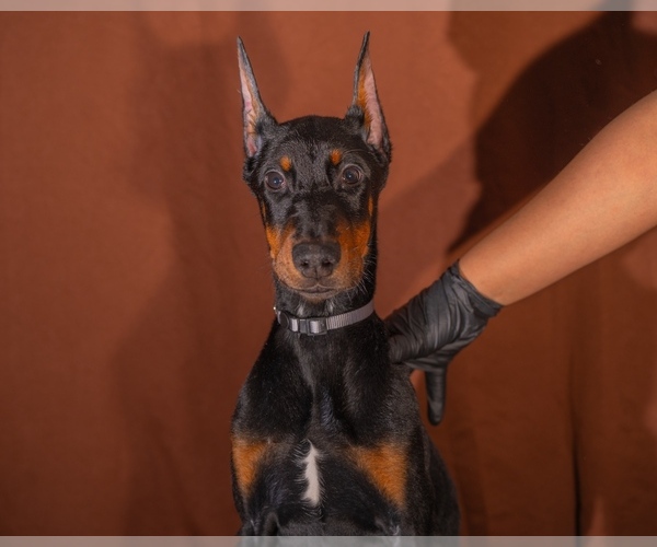 Medium Photo #3 Doberman Pinscher Puppy For Sale in RIVERDALE, MD, USA