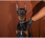 Small Photo #3 Doberman Pinscher Puppy For Sale in RIVERDALE, MD, USA