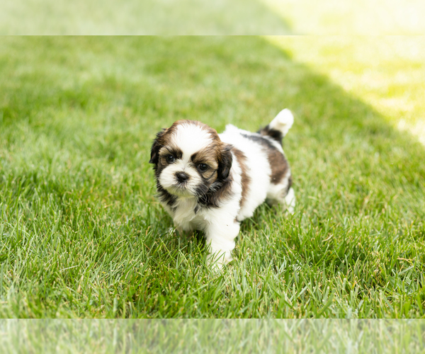 Medium Photo #1 Shih Tzu Puppy For Sale in NAPPANEE, IN, USA