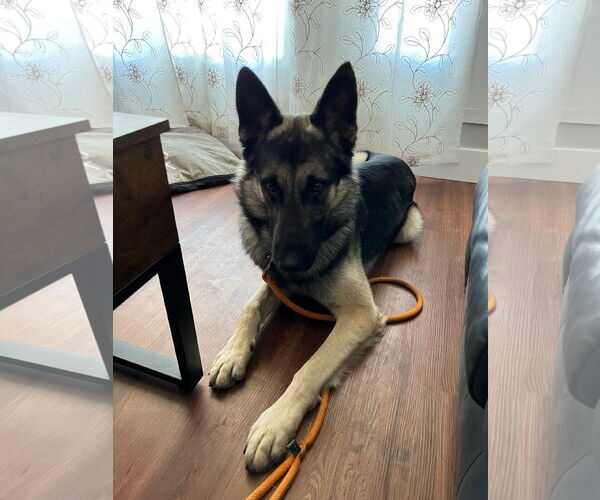 Medium Photo #3 German Shepherd Dog Puppy For Sale in Modesto, CA, USA