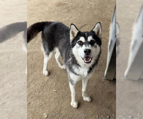 Medium Photo #2 Siberian Husky Puppy For Sale in Riverside, CA, USA