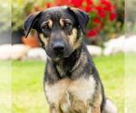 Small #1 Chinese Shar-Pei-German Shepherd Dog Mix