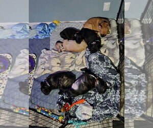 French Bulldog Dogs for adoption in GALT, CA, USA