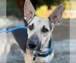 Small Basset Hound-German Shepherd Dog Mix