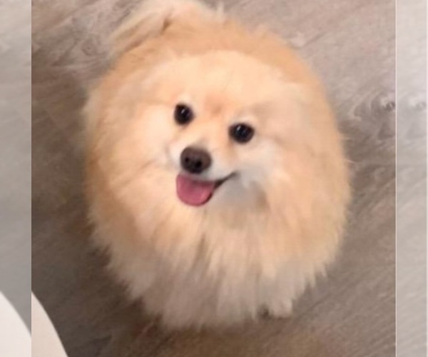 Medium Photo #1 Pomeranian Puppy For Sale in SAN JOSE, CA, USA