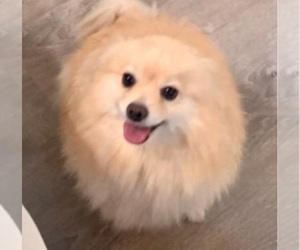 Mother of the Pomeranian puppies born on 04/18/2026