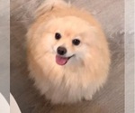 Small Photo #1 Pomeranian Puppy For Sale in SAN JOSE, CA, USA