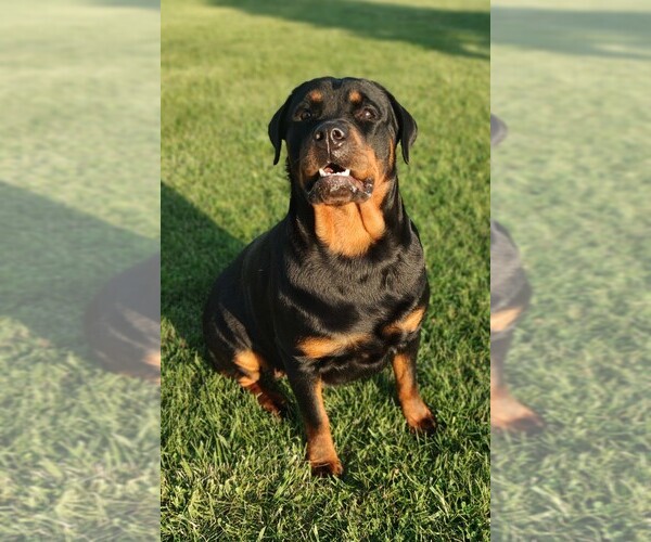 Medium Photo #1 Rottweiler Puppy For Sale in TABLE GROVE, IL, USA