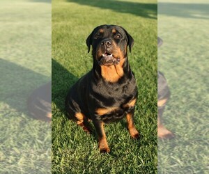 Mother of the Rottweiler puppies born on 04/06/2025