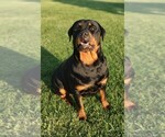 Small Photo #1 Rottweiler Puppy For Sale in TABLE GROVE, IL, USA