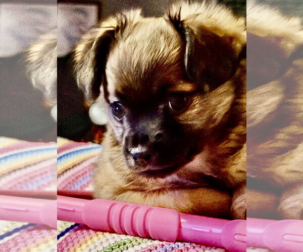 Medium Photo #5 Chiranian Puppy For Sale in San Francisco, CA, USA