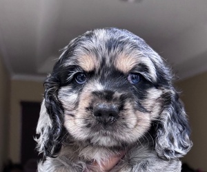 Cocker Spaniel Puppy for sale in WEST PALM BEACH, FL, USA
