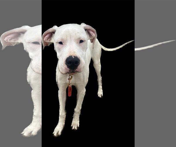 Medium Photo #9 Dogo Argentino Puppy For Sale in Uwchlan, PA, USA