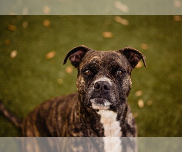 Medium Photo #2 Mutt Puppy For Sale in Orlando, FL, USA