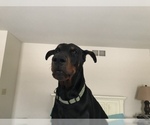 Small Photo #9 Doberman Pinscher Puppy For Sale in MACUNGIE, PA, USA