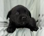 Small #2 Labrador Retriever Mix