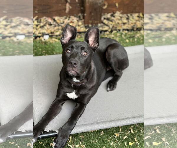 Medium Photo #2 German Shepherd Dog-Huskies  Mix Puppy For Sale in SACRAMENTO, CA, USA