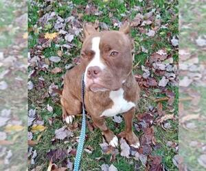 Barbie - Female American Pit Bull Terrier Dog for Adoption - Photo #2