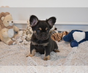 French Bulldog Puppy for sale in LAS VEGAS, NV, USA