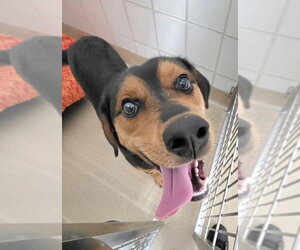 Rottweiler-Siberian Husky Mix Dogs for adoption in Derwood, MD, USA