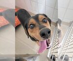 Small Rottweiler-Siberian Husky Mix