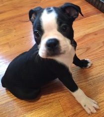 Boston Terrier Puppy for sale in GASTON, SC, USA